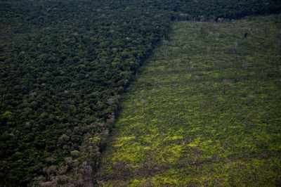 Developing nations demand more money at crunch UN biodiversity talks