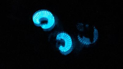 Bioluminescent millipedes believed to be found for first time in Australia by Illawarra bushwalkers