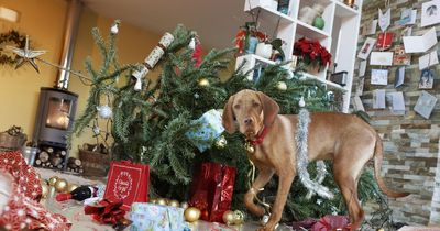 Warning over Christmas 'hazards' that are putting your pets at risk