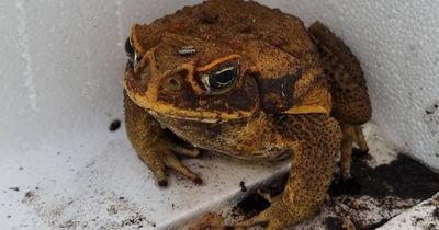 Male cane toad spotted in Tathra