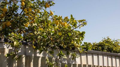 New homeowner asked to pay for half of dividing fence built 17 years before her house existed