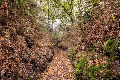 Network of First World War training trenches among sites added to heritage list
