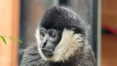Rockhampton Zoo staff 'devastated' after gibbon dies suddenly, a week after chimp's shock death