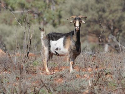 Truckie charged with killing herd of goats