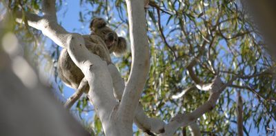 Testing the stress levels of rescued koalas allows us to tweak their care so more survive in the wild