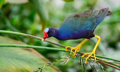 How did an American purple gallinule make it to Britain’s shores?