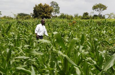 Kenya's GMO maize push sowing trouble for food sector, farmers warn