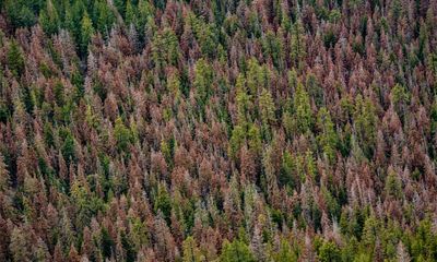 ‘Firmageddon’: Oregon conifers suffer record die-off as climate crisis hits hard