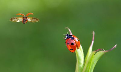 Flying insect numbers plunge 64% since 2004, UK survey finds