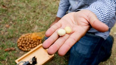 Marquis suspends scheduled payments to macadamia growers after 'shocker' year for industry