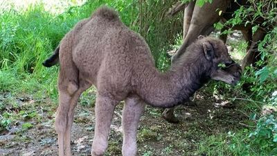 Camel sanctuary operator pleads for return of calf allegedly stolen from Goulburn Valley retreat