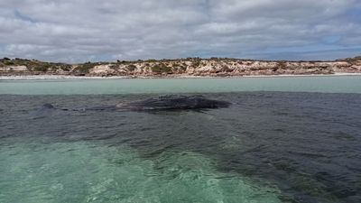 Young sperm whale found dead at Corny Point on South Australia's Yorke Peninsula