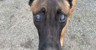 Blind dog dumped in freezing Dublin sea rescued by fisherman