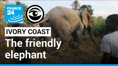 Meet Ivory Coast's friendly elephant, who is nonetheless concerning locals