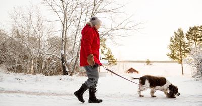 Dog owners issued grit salt warning that could lead to vomiting and kidney failure