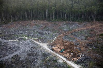 Electricity generated by burning native Australian timber no longer classified as renewable energy