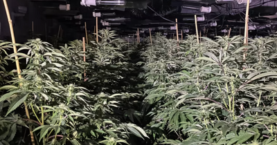 'Big business' cannabis farm with 1,000 plants found inside warehouse