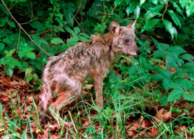 Massachusetts town hires federal officials to kill coyotes