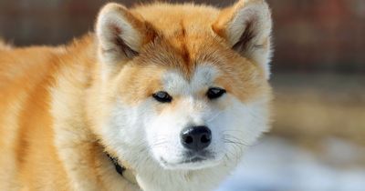 'My sister demands I change my dog's name - she says it's extremely offensive'