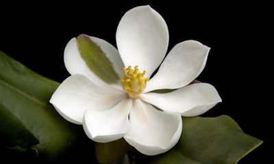 Lost and found: how a photographer sniffed out the magnolia species not seen for a century