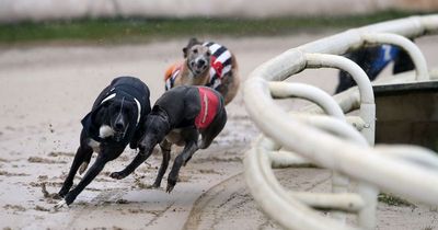 Move to ban greyhound racing in Wales