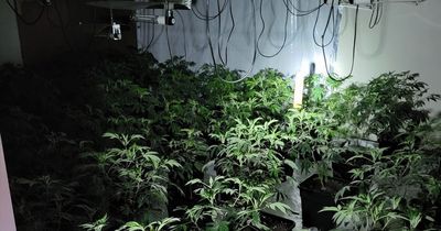 Gardaí arrest man in Monaghan and seize €384k of cannabis plants
