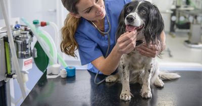 Vet issues advice on warning signs your dog has hypothermia as temperatures plummet