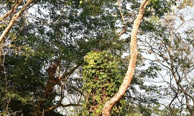 Can you spot the python ‘sitting on the throne’?