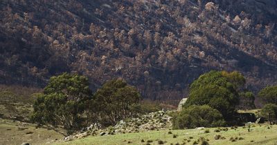 $6m federal grant to fund bushfire recovery works in Namadgi national park