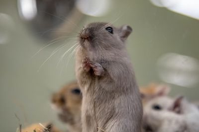 Why are there still rodent plague outbreaks? New research hints at the answer