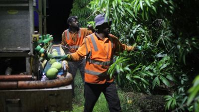 Facing searing heat and labour shortages, NT mango growers trial new ways to harvest fruit