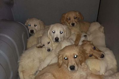 Nearly 30 puppies rescued at port in crackdown on illegal trafficking