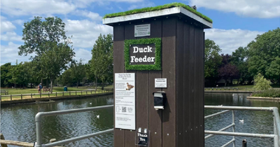 Northern Ireland ducks and geese set to be better fed thanks to new initiative