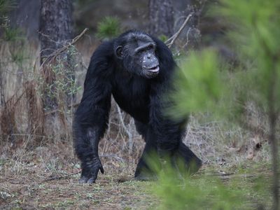 Law requires former research chimps to be retired at a federal sanctuary, court says