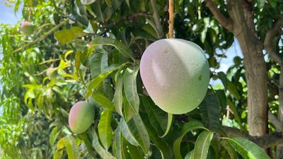 Ord Valley mangoes left unpicked as farmers count cost of flooded market