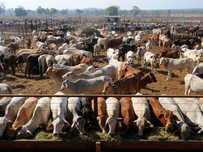 Govt in talks over live cattle export ban