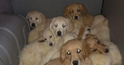 More than two dozen puppies rescued at Belfast Port in Christmas crackdown on animal trafficking