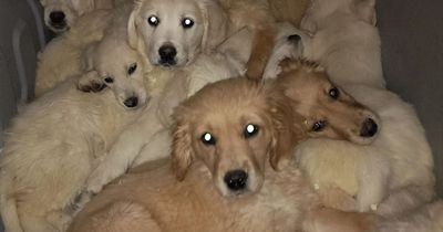 Dozens of Christmas puppies seized from car at Belfast Port