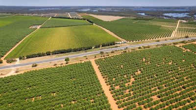 Riverland wine industry calls for assistance during grape glut crisis, River Murray flood