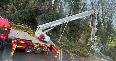 Cat stuck 100ft up tree plucked to safety after 26 hours by cherry picker in rescue