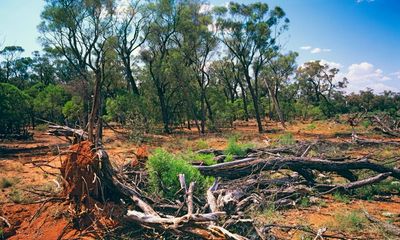 Calls for tougher regulations as Queensland records highest rate of land clearing in country