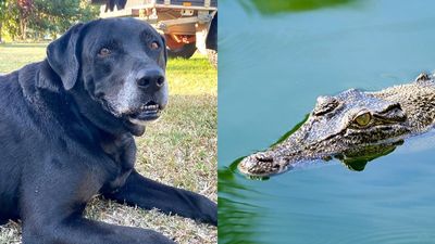 Second crocodile spotted in suburban Cairns waterway where family dog was taken