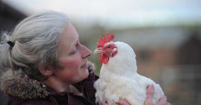 Chicken with "superpowers" cheats death twice in Dumfries and Galloway