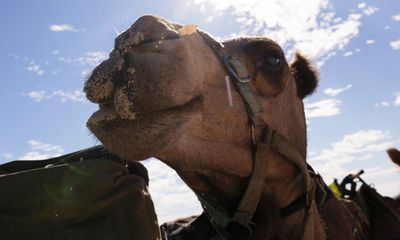 Three camels cause traffic chaos in Brisbane after escaping nativity scene