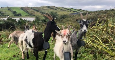 Goats injured in dog attack in Howth as gardai launch investigation