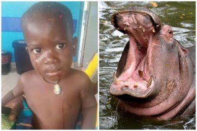 Hippo swallows boy, 2, and then spits him out alive in Uganda