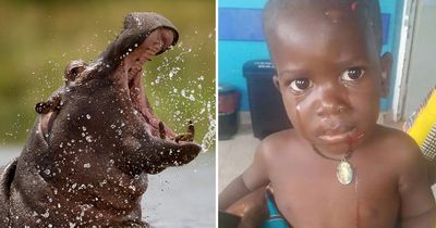 Hippo swallows boy, 2, whole as he played in lake - before spitting him back out alive