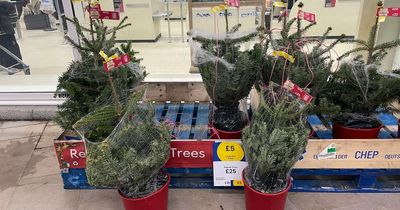 Tesco shoppers spot bargain £5 Christmas trees in Clubcard deal