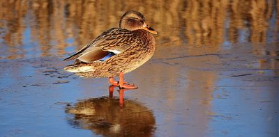 How wildlife in ponds has evolved to survive frozen water – and how you can help more animals stay alive