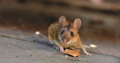 'I used cheap steel wool trick to get rid of mice from my house for good'